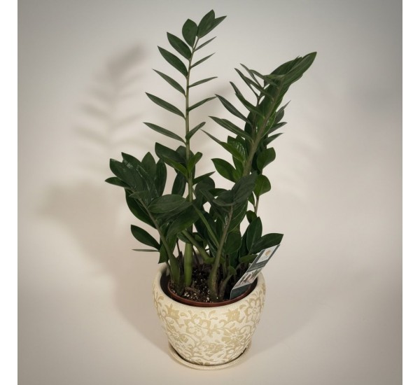 Özel Saksılı Zamioculucas (Orta)